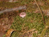 Russula fragilis image