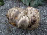 Mycenastrum corium subsp. ferrugineum image