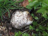 Mycenastrum corium subsp. ferrugineum image