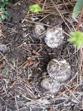 Mycenastrum corium subsp. ferrugineum image