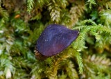 Smardaea planchonis image