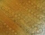Smardaea planchonis image