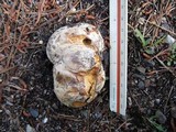 Mycenastrum corium subsp. ferrugineum image