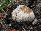 Mycenastrum corium subsp. ferrugineum image