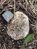 Mycenastrum corium subsp. ferrugineum image