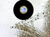 Pseudoplectania melaena image