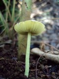 Leucocoprinus sulphurellus image