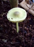Leucocoprinus sulphurellus image
