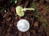 Leucocoprinus sulphurellus image