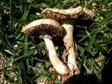 Agrocybe molesta image