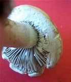 Agrocybe molesta image