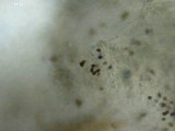 Phaeocollybia pleurocystidiata image