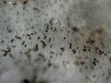 Phaeocollybia pleurocystidiata image