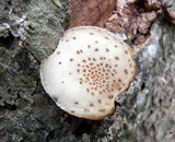 Oudemansiella platensis image