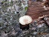 Oudemansiella platensis image