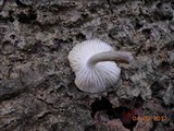 Oudemansiella platensis image