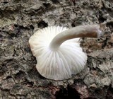 Oudemansiella platensis image