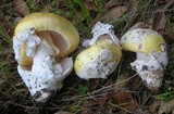 Amanita vernicoccora image