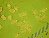 Amanita vernicoccora image
