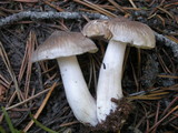 Tricholoma virgatum image