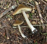Nolanea pseudostrictia image