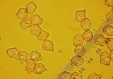 Nolanea pseudostrictia image