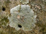 Lecanora perplexa image