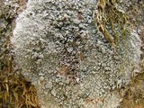 Lecanora perplexa image