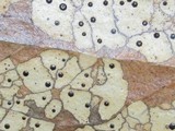 Coccomyces dentatus image