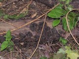 Neofusicoccum mangiferae image