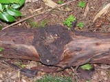Neofusicoccum mangiferae image