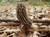 Morchella importuna image