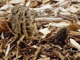 Morchella importuna image