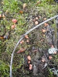 Lycogala epidendrum image