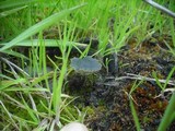 Arrhenia chlorocyanea image