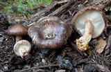 Lentinula edodes image
