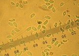 Lentinula edodes image