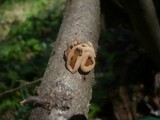 Encoelia furfuracea image