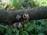 Encoelia furfuracea image
