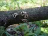 Encoelia furfuracea image