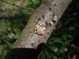 Encoelia furfuracea image