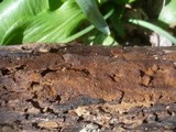 Fuscoporia ferruginosa image