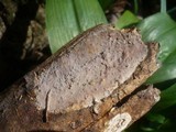Scytinostroma portentosum image