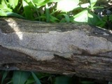 Scytinostroma portentosum image