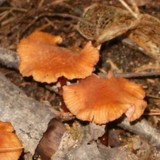 Laccaria bicolor image