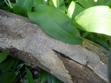 Scytinostroma portentosum image