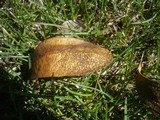 Phaeobotryosphaeria visci image