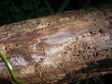 Tulasnella pinicola image