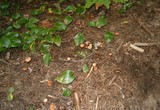 Laccaria bicolor image