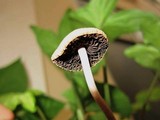 Panaeolus subbalteatus image